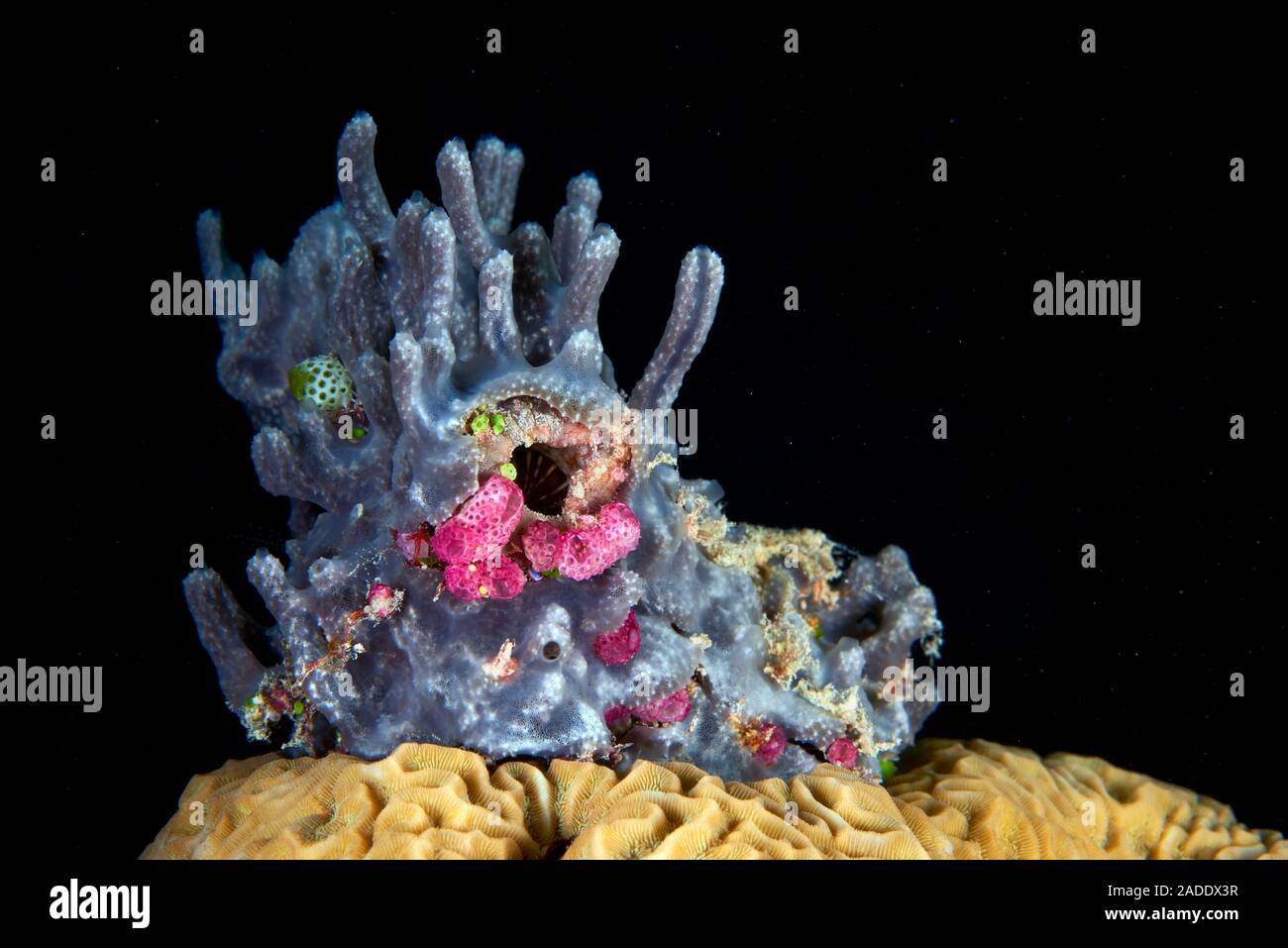 Lamellodysidea chlorea sponge. Sponges are simple multicellular animals