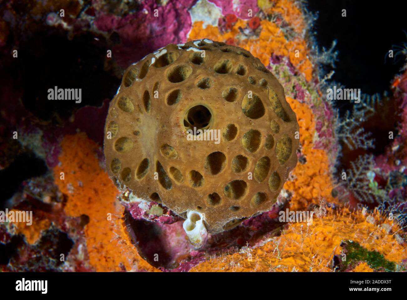 Tetillidae sponge on a reef. Sponges are simple multicellular animals