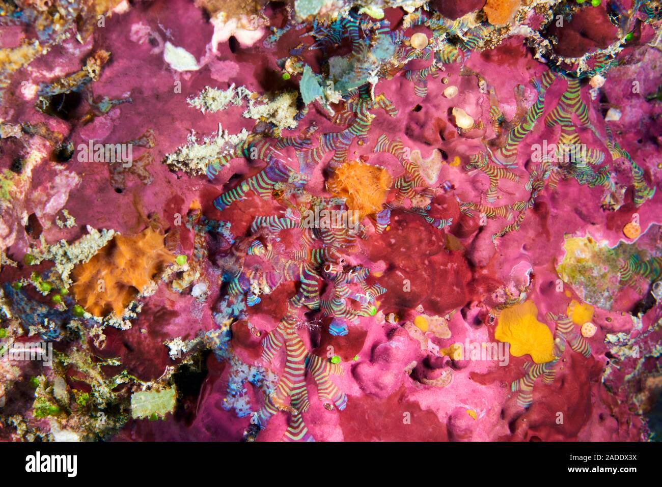 Dictyota brown alga growing on a coral reef. This marine alga contains