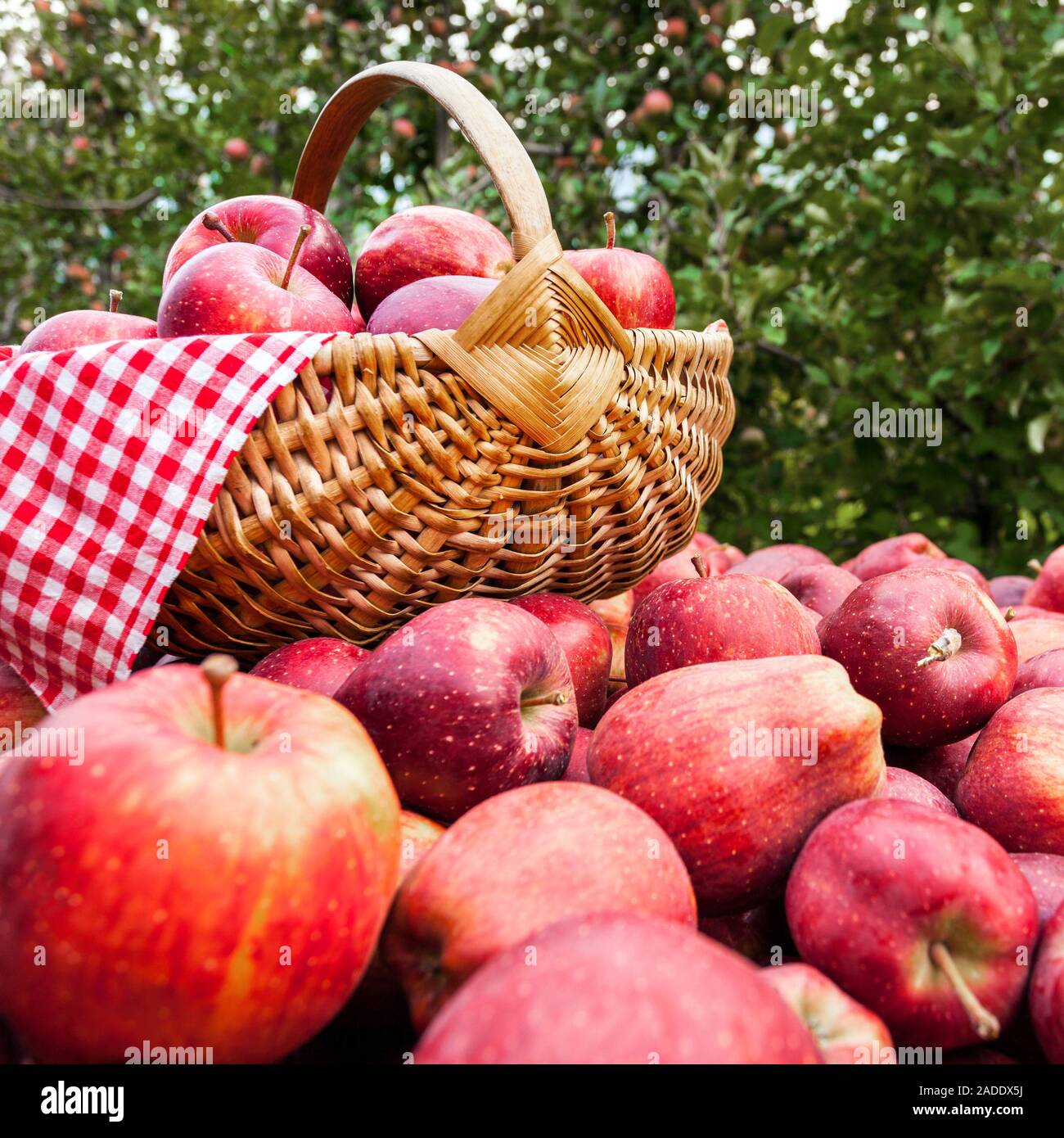 Royal Gala apples in the orchard Stock Photo Alamy