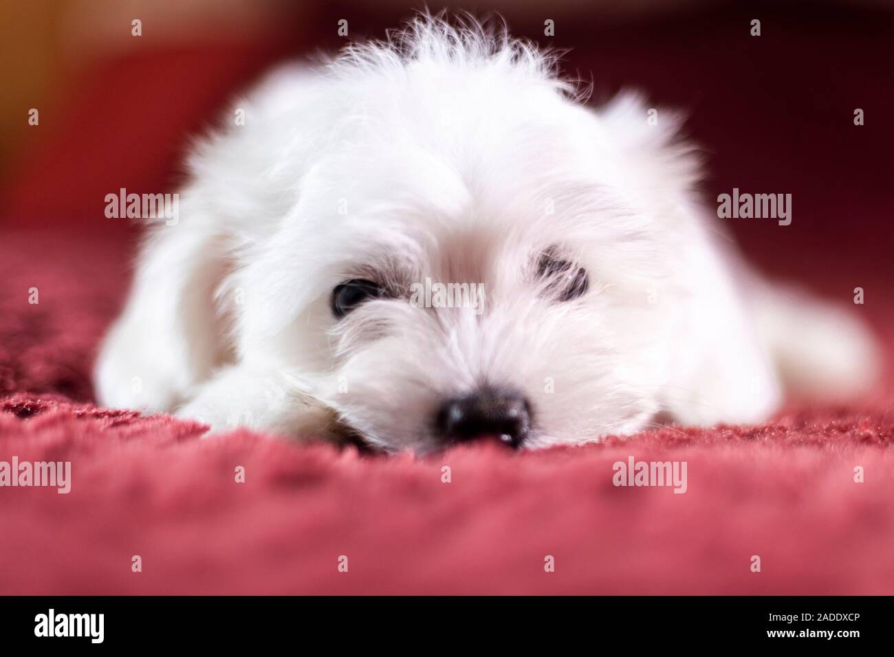 Cute small Maltese puppy lying on the bed Stock Photo Alamy