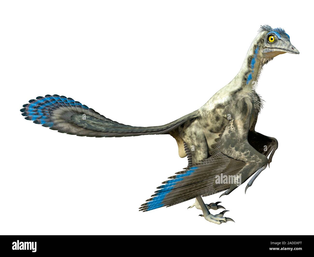 Archaeopteryx, illustration. The Archaeopteryx was the first bird ever ...
