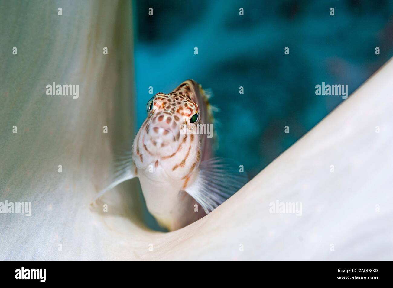 Threadfin hawkfish (Cirrhitichthys aprinus) on soft coral on a coral