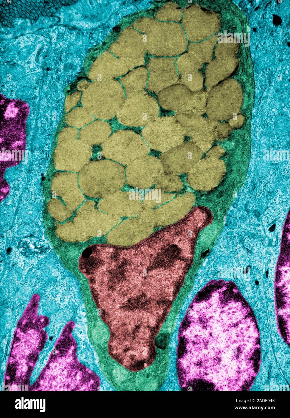 False colour transmission electron micrograph (TEM) showing a goblet ...