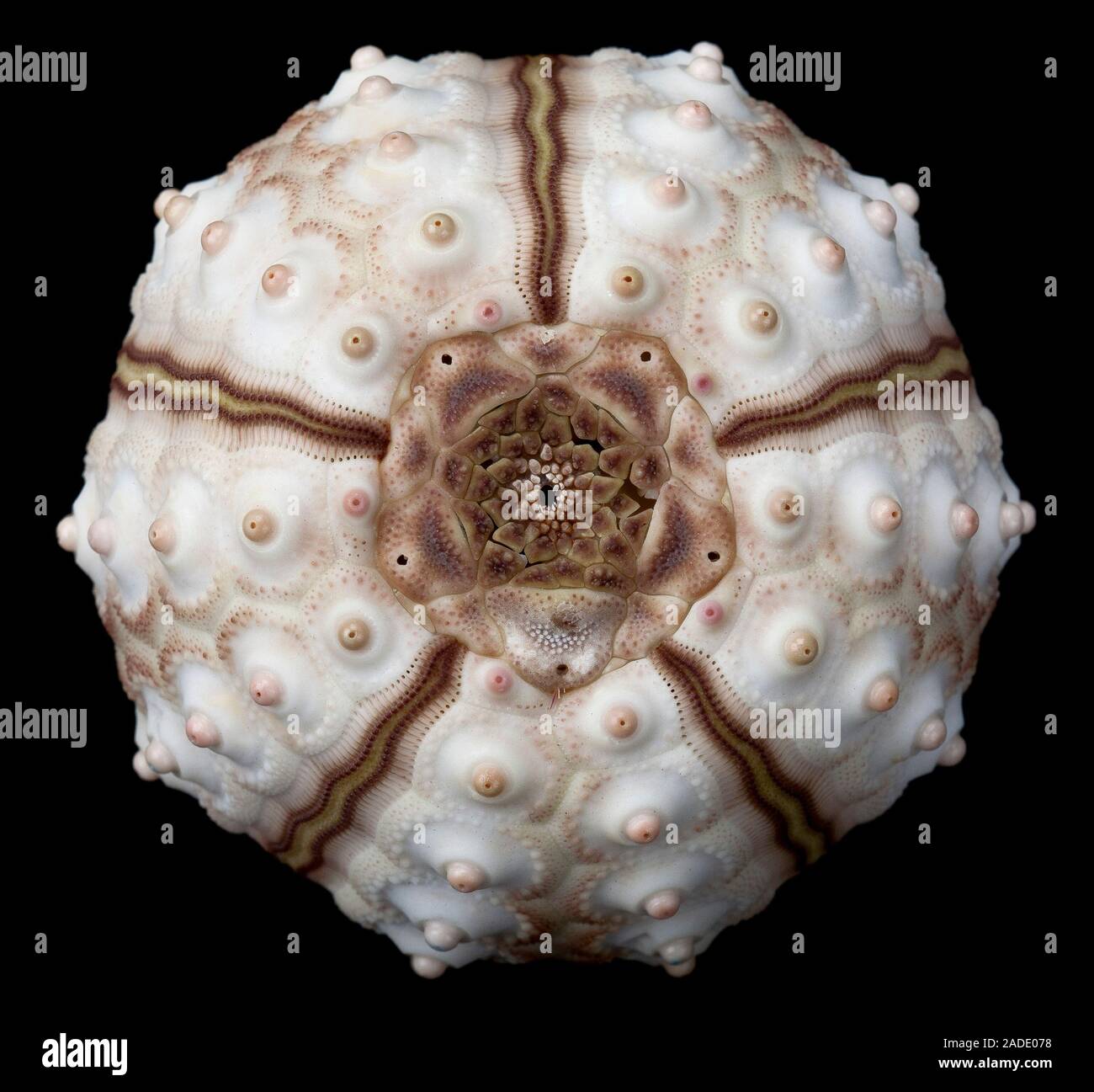 Tict Shell Sea urchin (Phyllacantus Imperialis) test (shell Stock Photo - Alamy