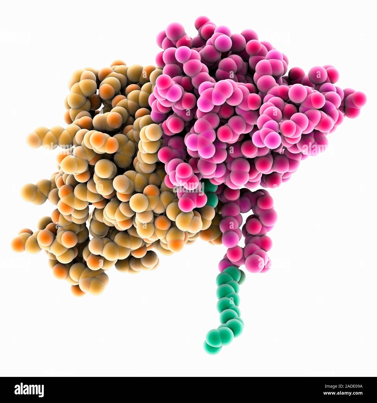 Myristoylated mouse mammary tumour virus matrix protein. Computer model ...