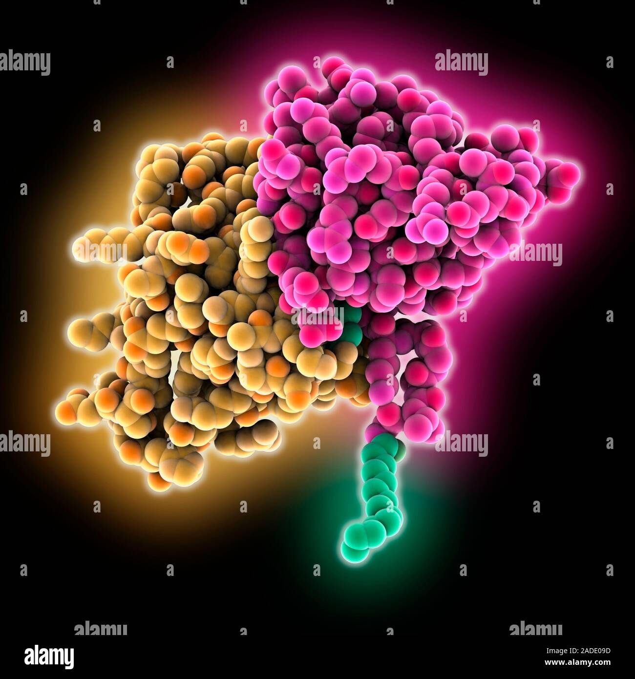 Myristoylated mouse mammary tumour virus matrix protein. Computer model ...
