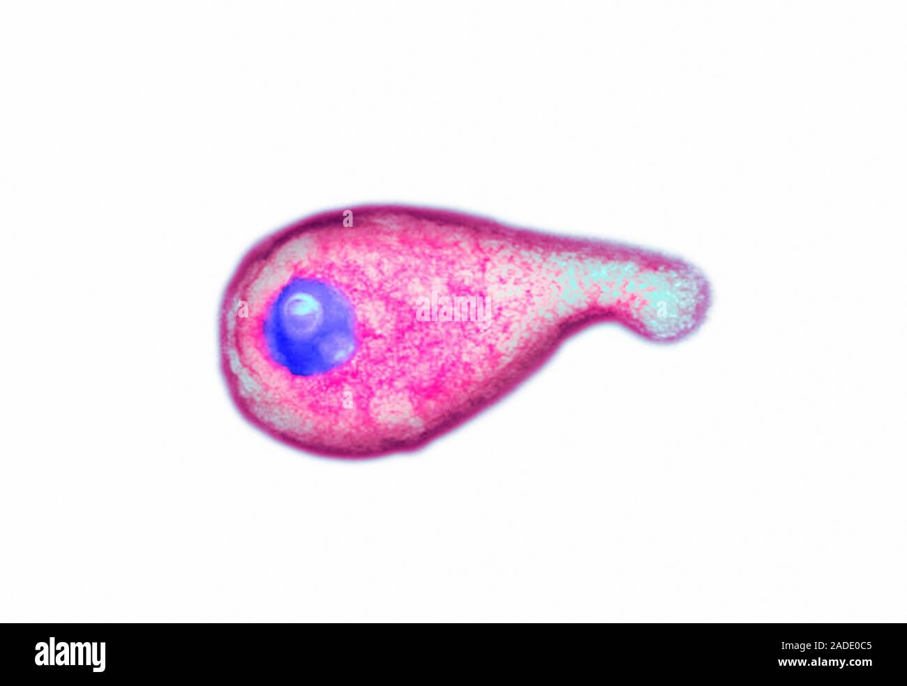 Chlamydia trachomatis mycoplasma genitalium. Микоплазмы гениталиум. Mycoplasma genitalium (микоплазма гениталиум. Микоплазма гениталиум 10^3.