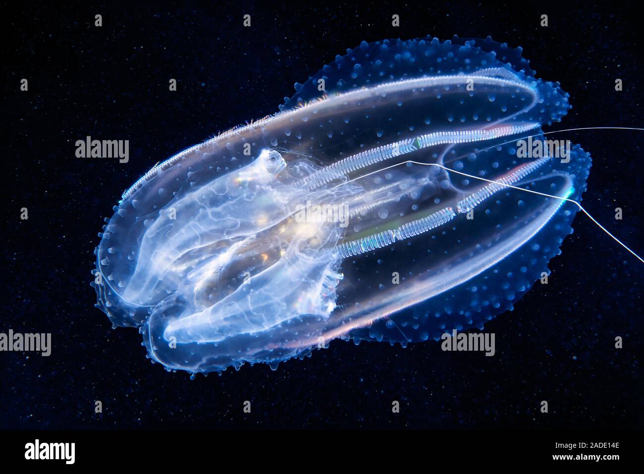Leucothea Comb Jelly Leucothea Multicornis Comb Jellies Are Leucothea Comb Jelly Leucothea Multicornis Comb Jellies Are Jellyfish Like Organisms That Take Their Common Name From Their Rows Of Hair Like Cilia 2ADE14E
