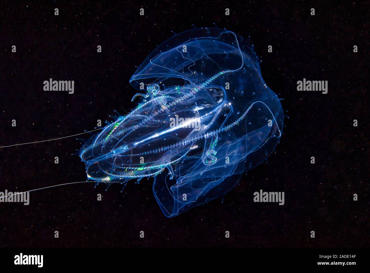 Leucothea Comb Jelly Leucothea Multicornis Comb Jellies Are Leucothea Comb Jelly Leucothea Multicornis Comb Jellies Are Jellyfish Like Organisms That Take Their Common Name From Their Rows Of Hair Like Cilia 2ADE14F