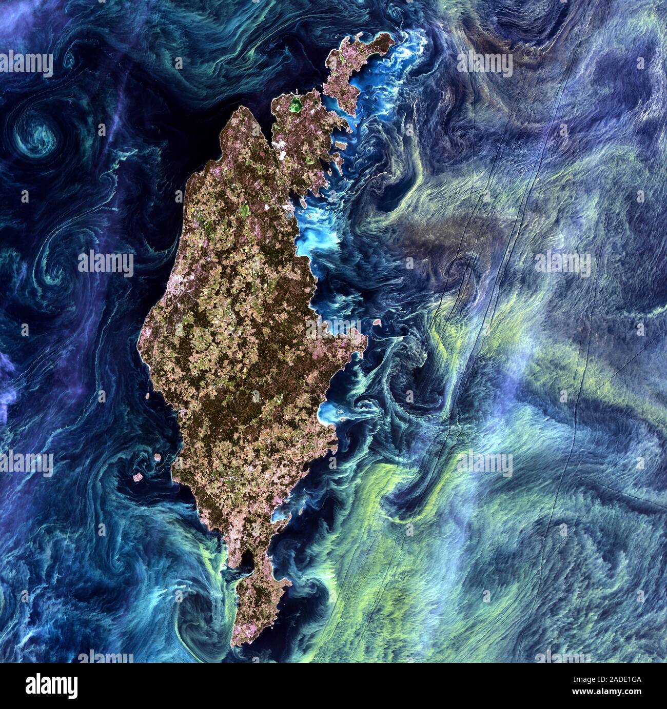 Algae bloom in the Baltic Sea. Satellite image of a phytoplankton bloom ...