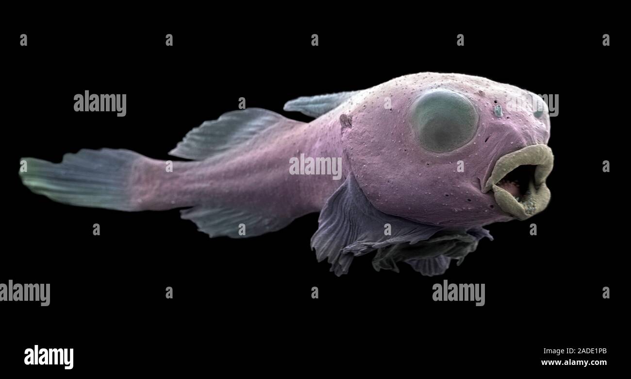 Coloured scanning electron micrograph (SEM) of a Lumpfish larva. The ...
