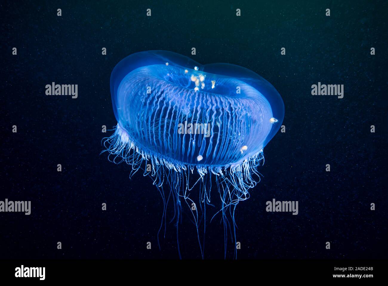 Aequorea crystal jellyfish with amphipods. Jellyfish are freeswimming