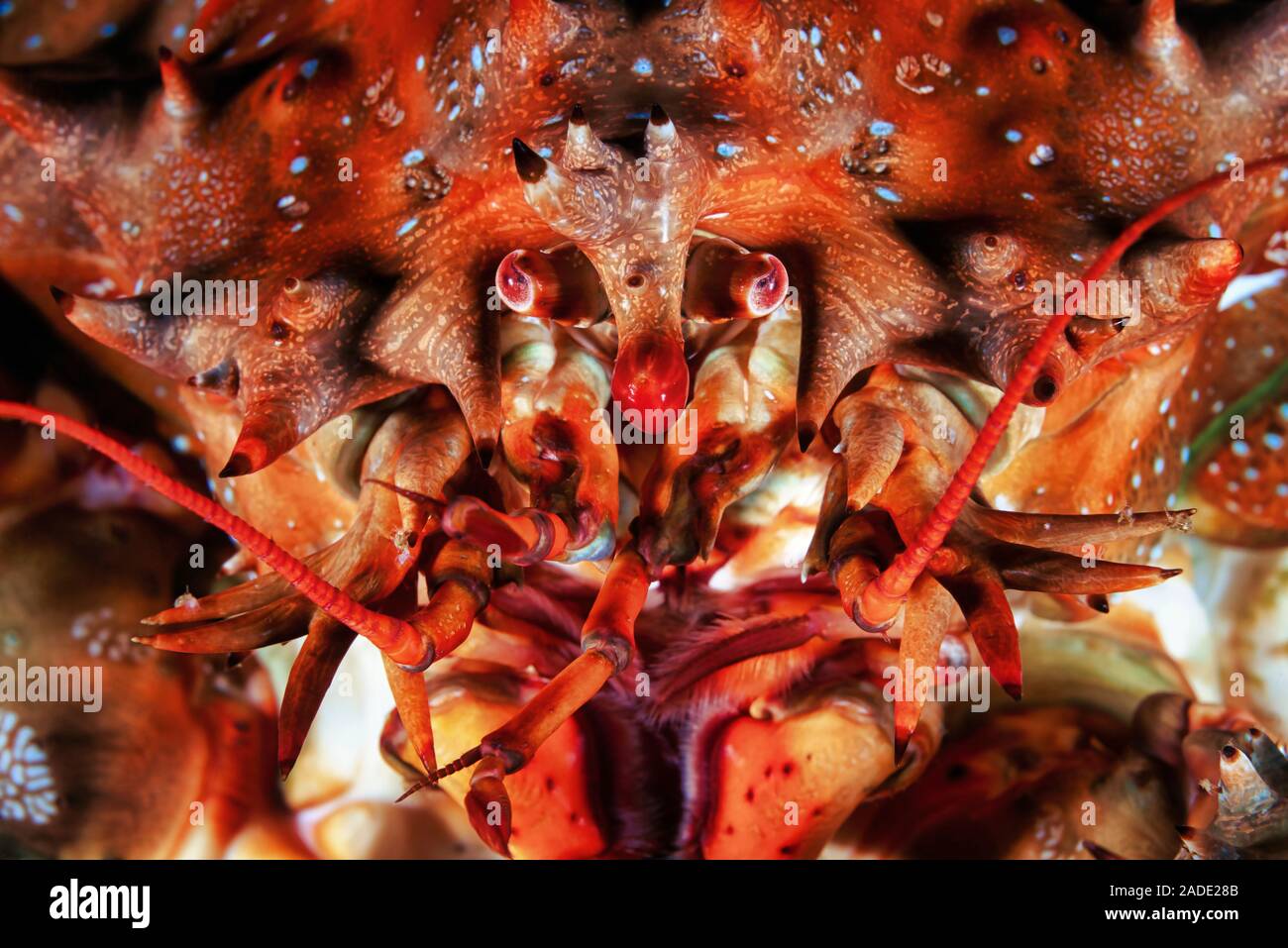 Crab eyes and mouthparts. The eyes are at upper centre, with the