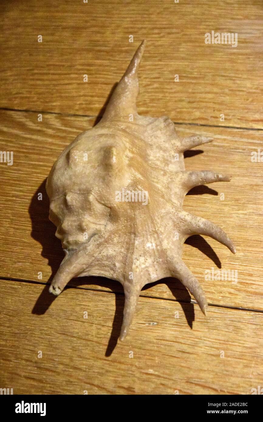 conch shell Stock Photo