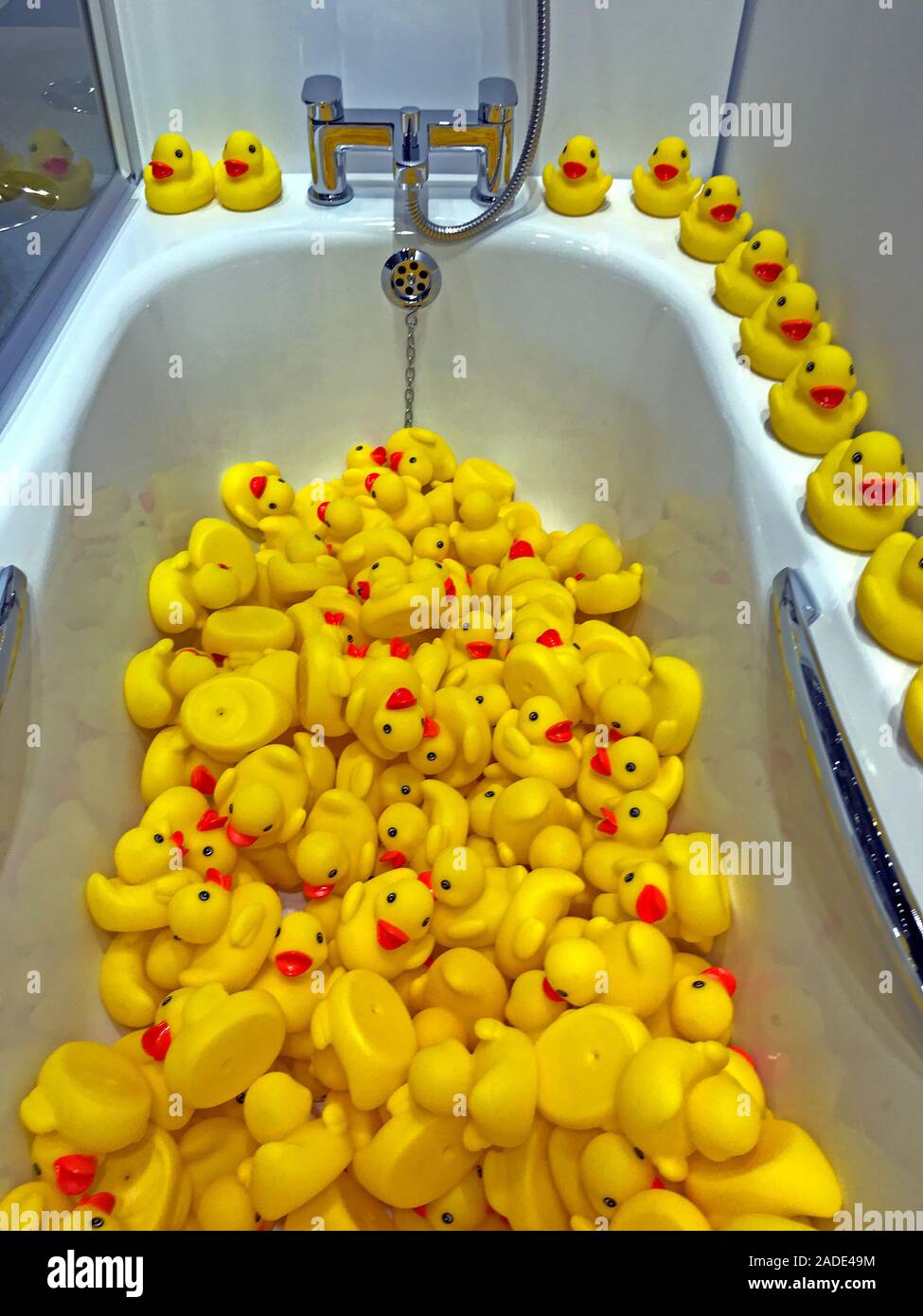 Yellow plastic ducks, in a bathtub,many rubber ducks Stock Photo