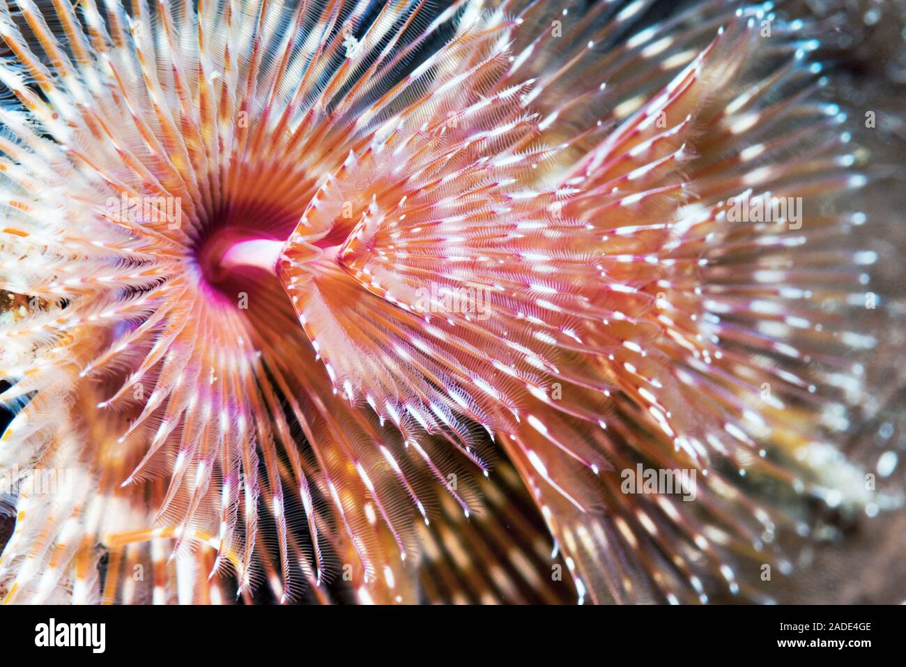 Christmas tree worm (Spirobranchus giganteus), also known as the
