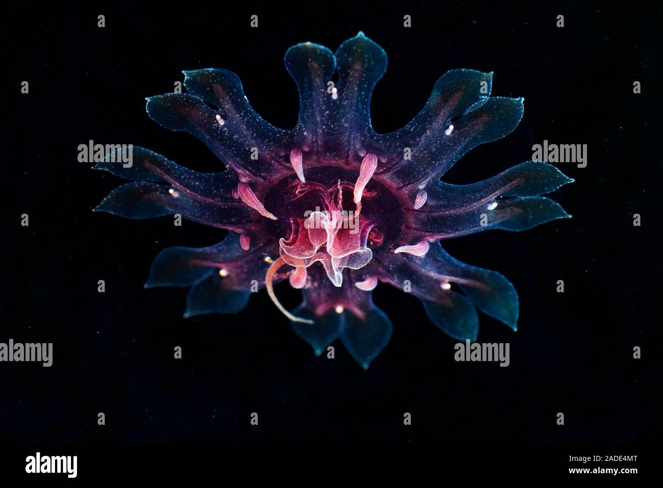 Lion's mane jellyfish (Cyanea capillata) larval stage. This is the