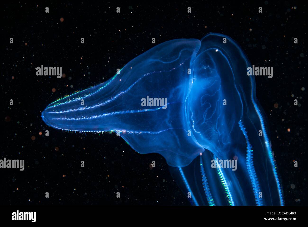 Beroe comb jelly (Beroe cucumis) feeding. Comb jellies are jellyfish