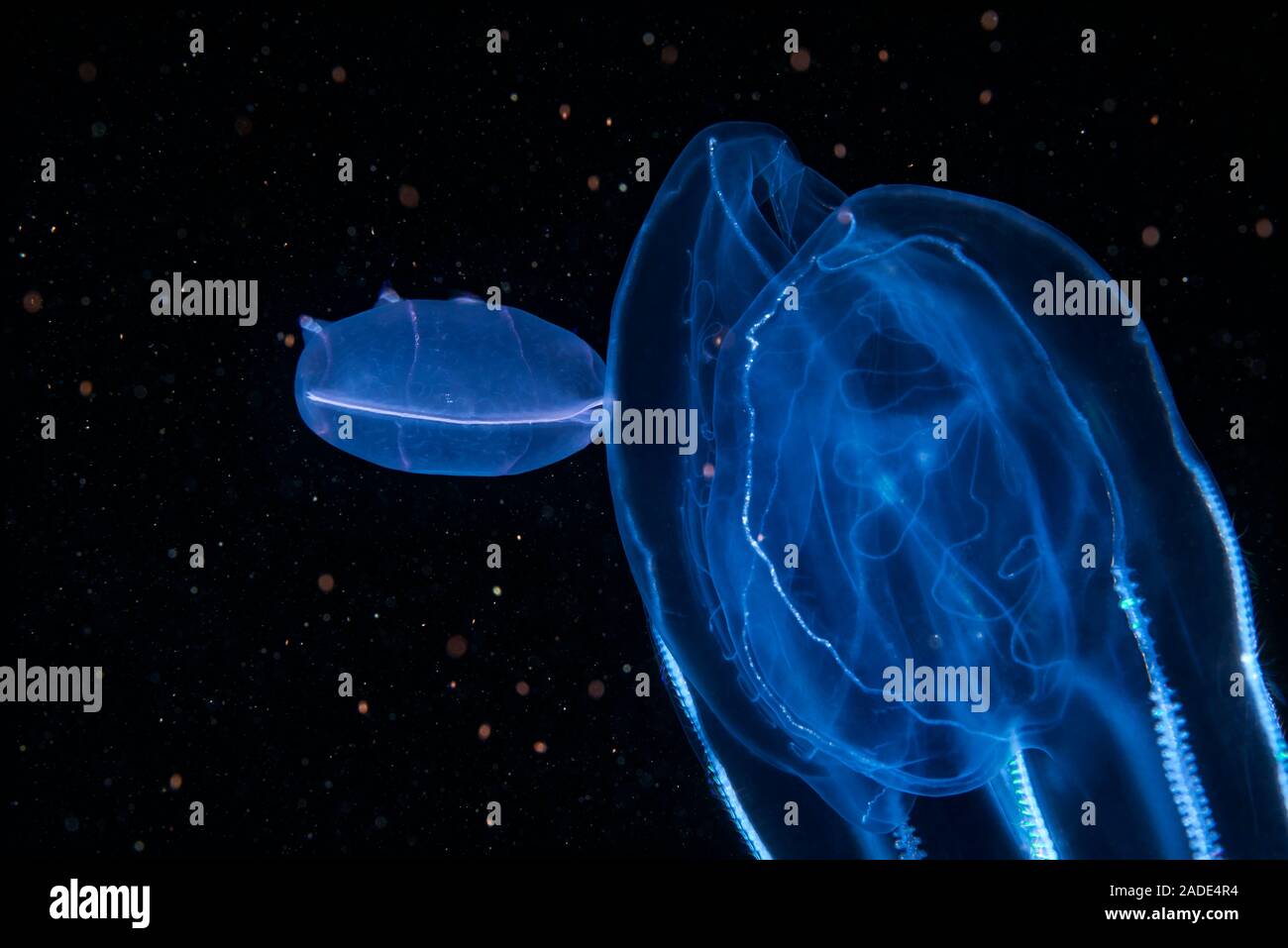 Beroe comb jelly (Beroe cucumis) feeding. Comb jellies are jellyfish