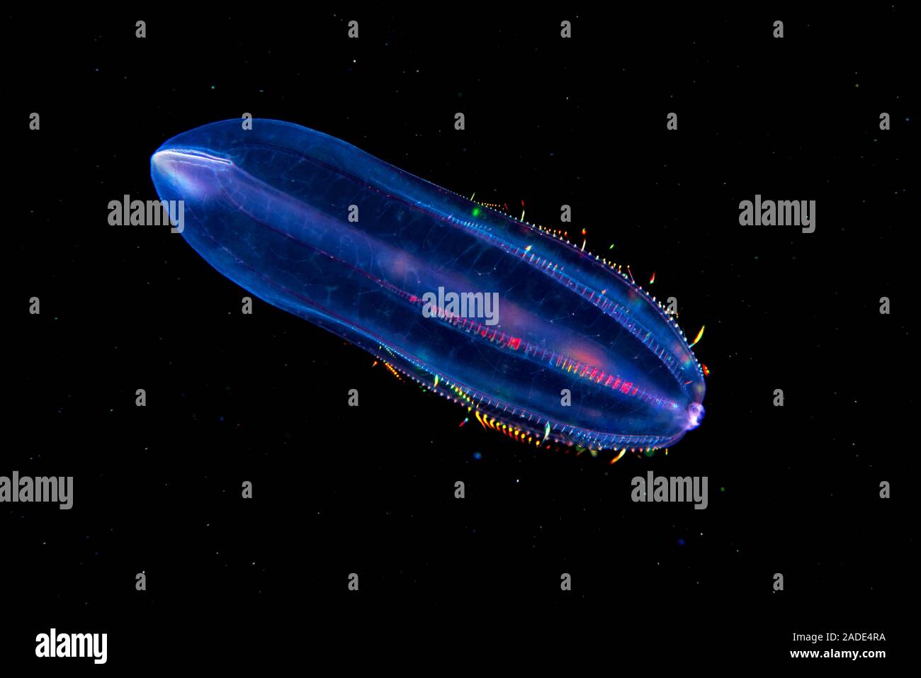 Beroe comb jelly (Beroe cucumis). Comb jellies are jellyfishlike