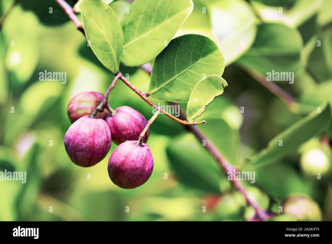Cocoplum (Chrysobalanus icaco) fruits. Photographed in Seychelles Stock 
