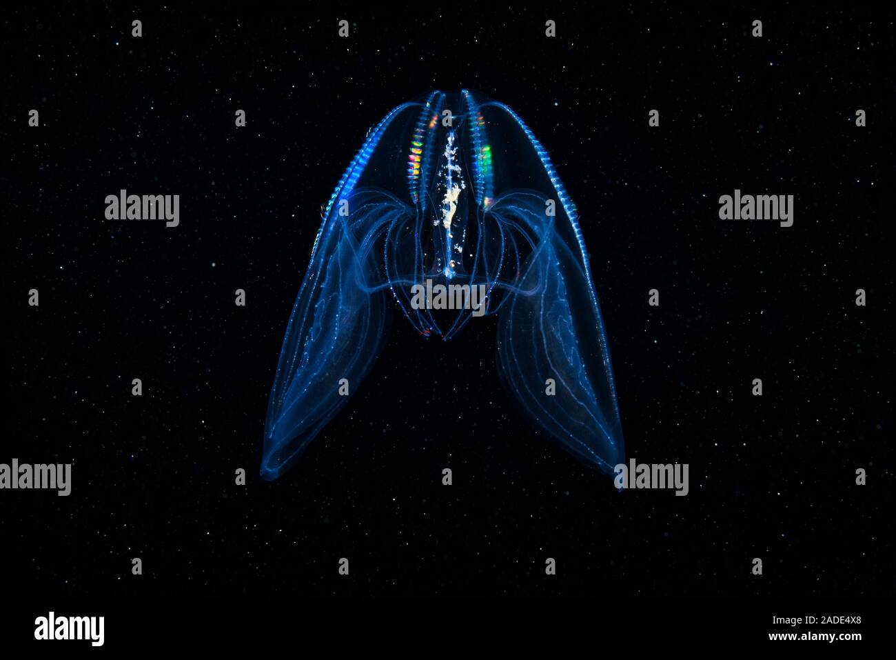 Bolinopsis comb jelly (Bolinopsis infundibulum). Comb jellies