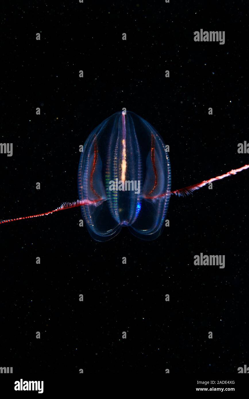 Mertensia comb jelly (Mertensia ovum). Comb jellies are jellyfishlike
