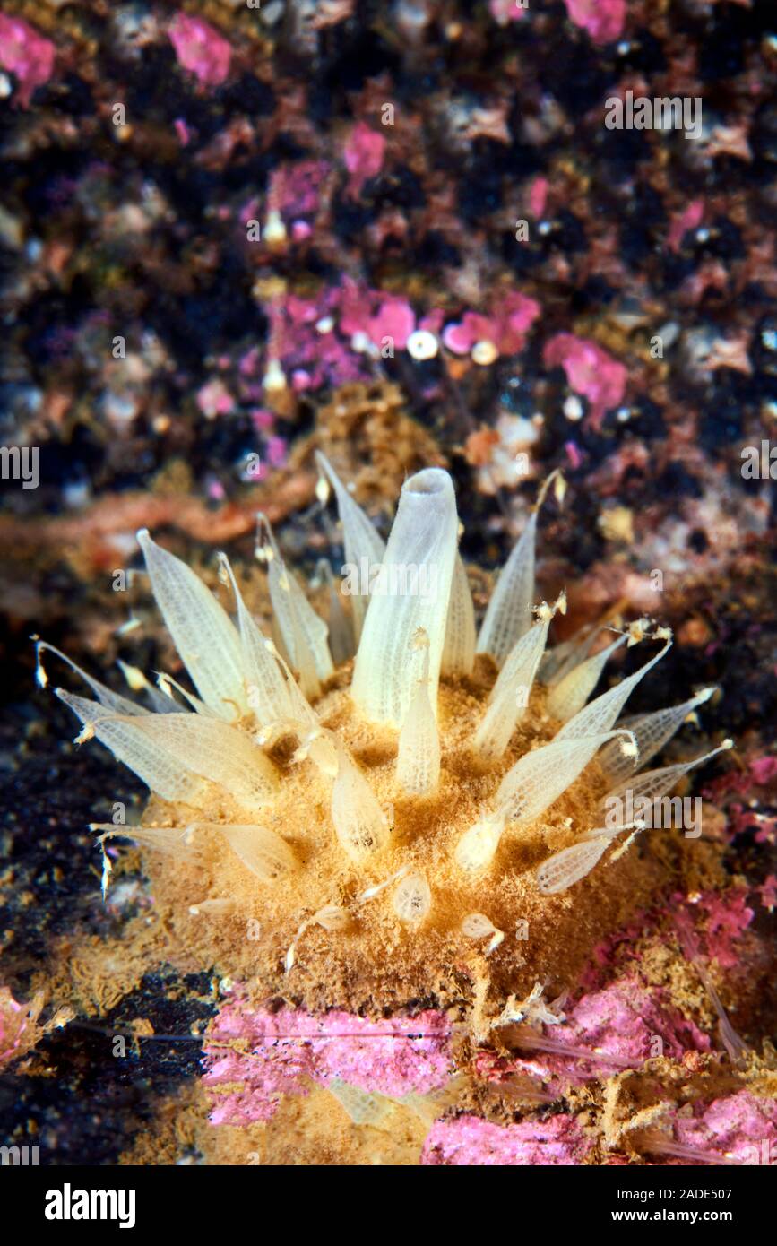 Polymastia sponge (Polymastia arctica). Sponges are simple