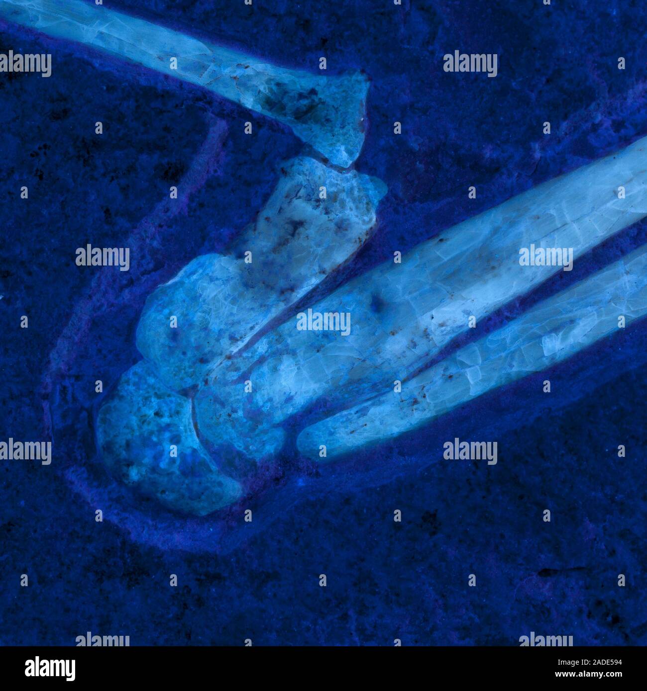 Archaeopteryx fossil research. Closeup of a fossil of an Archaeopteryx