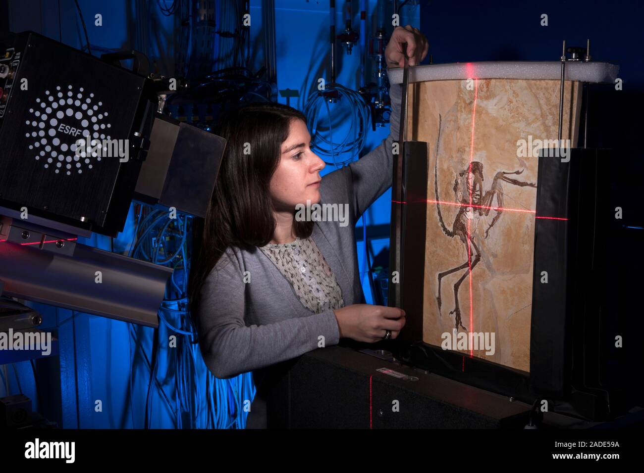 Archaeopteryx fossil research. Palaeontologist studying a fossil of an