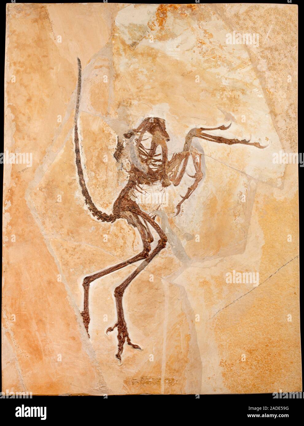 Archaeopteryx fossil. Archaeopteryx sp. dinosaur fossil. Archaeopteryx