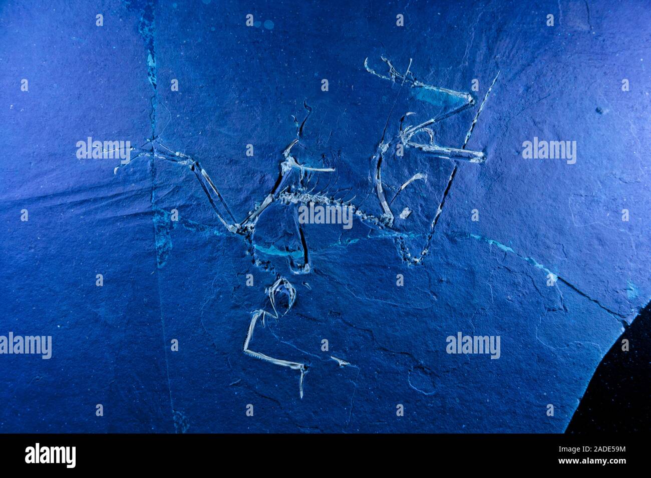 Archaeopteryx fossil research. Closeup of a fossil of an Archaeopteryx