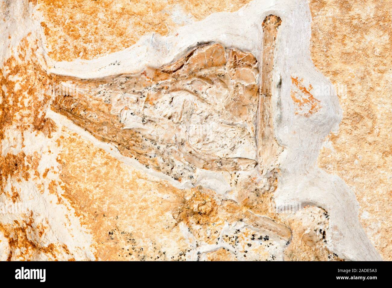 Archaeopteryx fossil. Closeup of an Archaeopteryx sp. dinosaur fossil