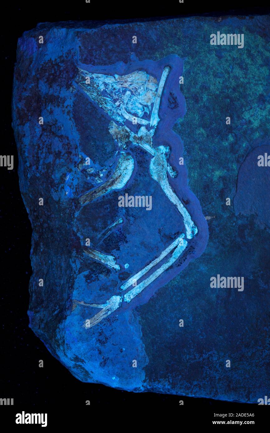 Archaeopteryx fossil research. Archaeopteryx sp. dinosaur fossil under