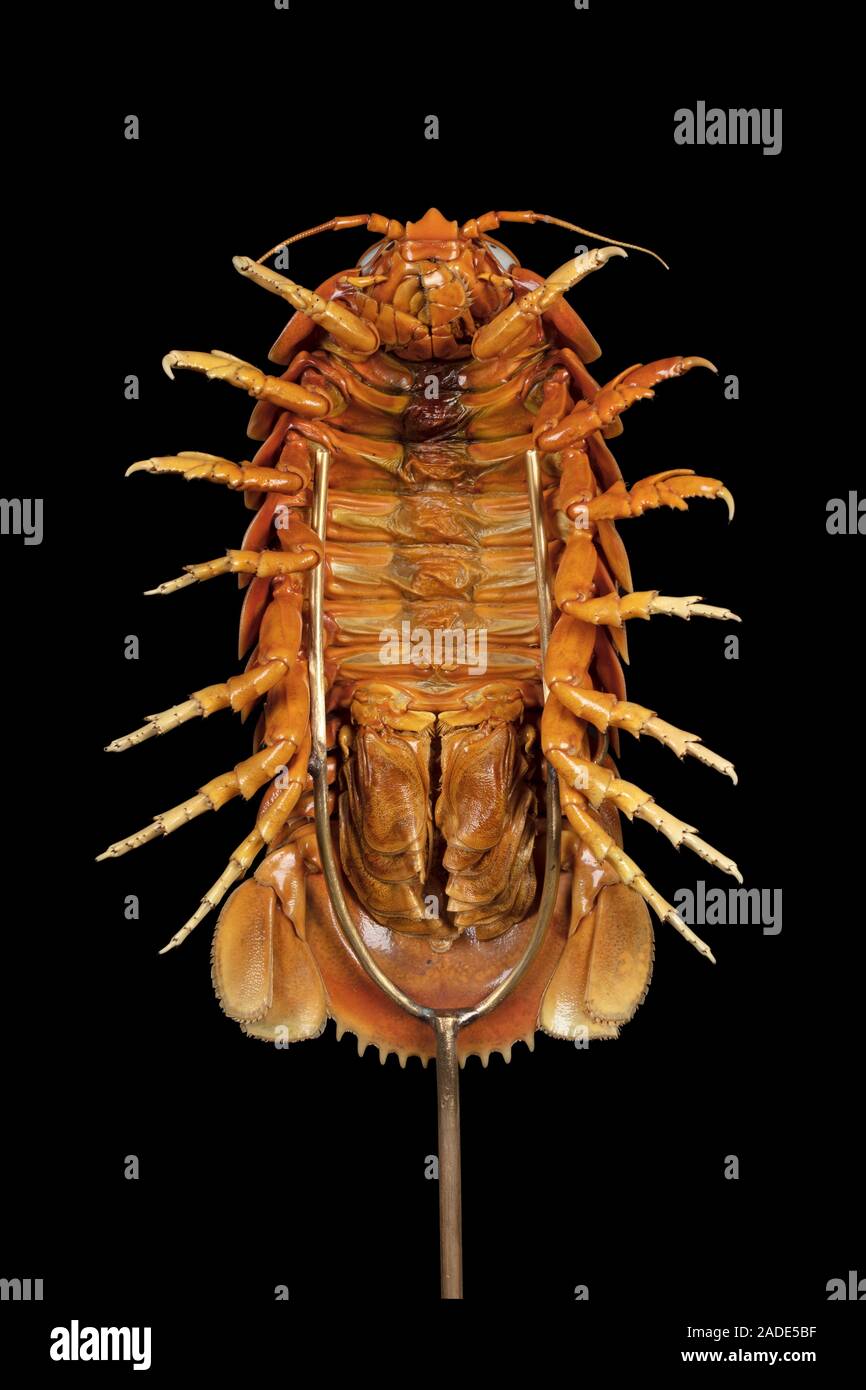 Giant isopod specimen. Underside of a Bathynomus giganteus isopod that