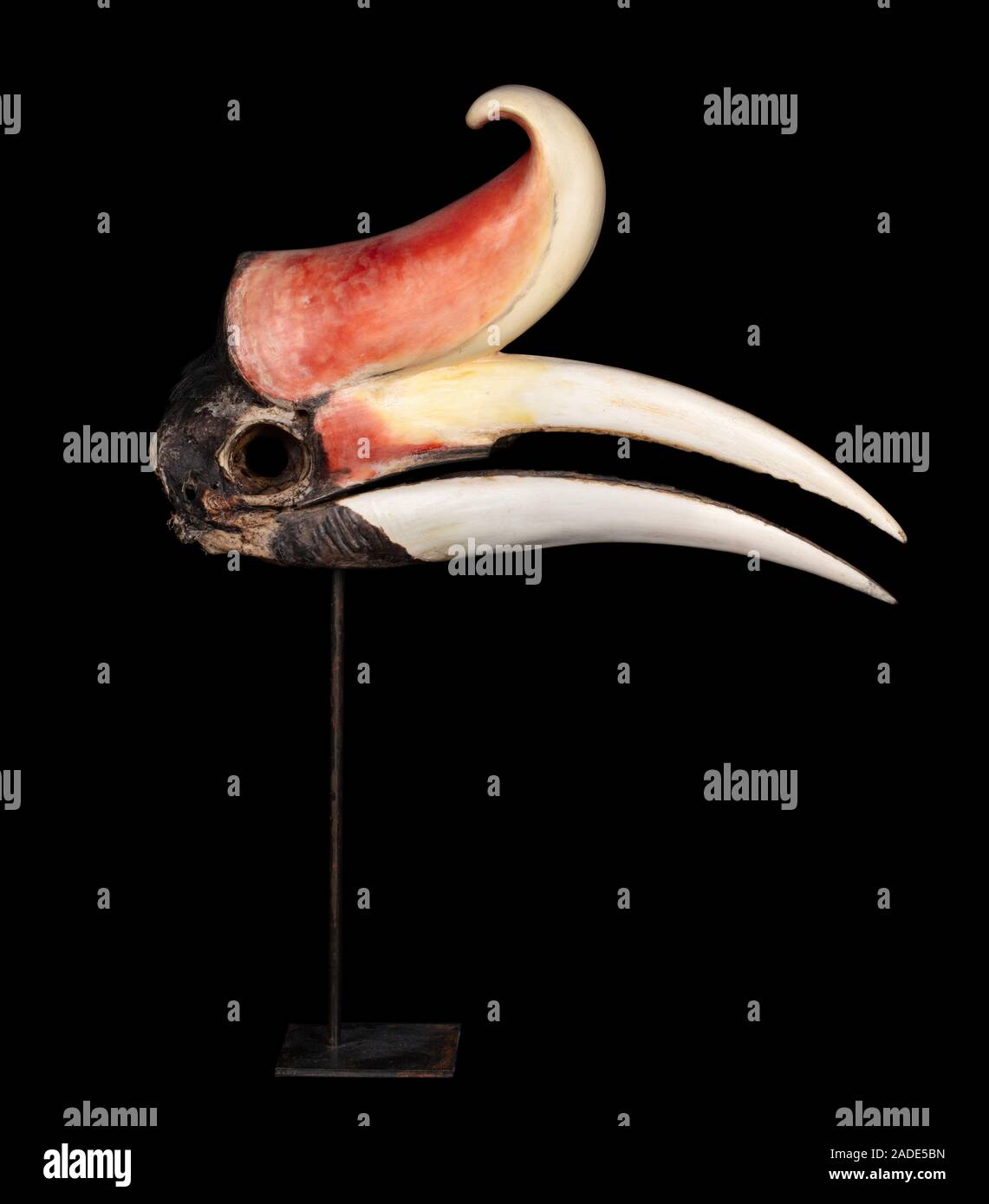 Rhinoceros hornbill (Buceros rhinoceros) skull. Skull from a rhinoceros