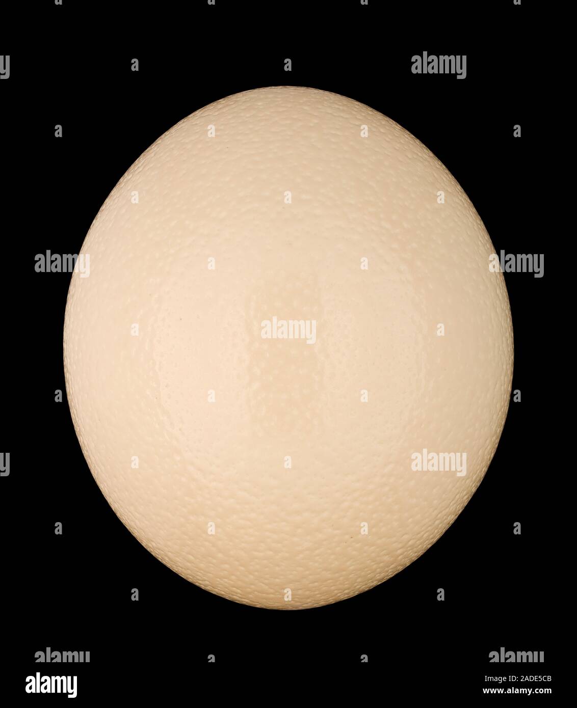 My Image 19