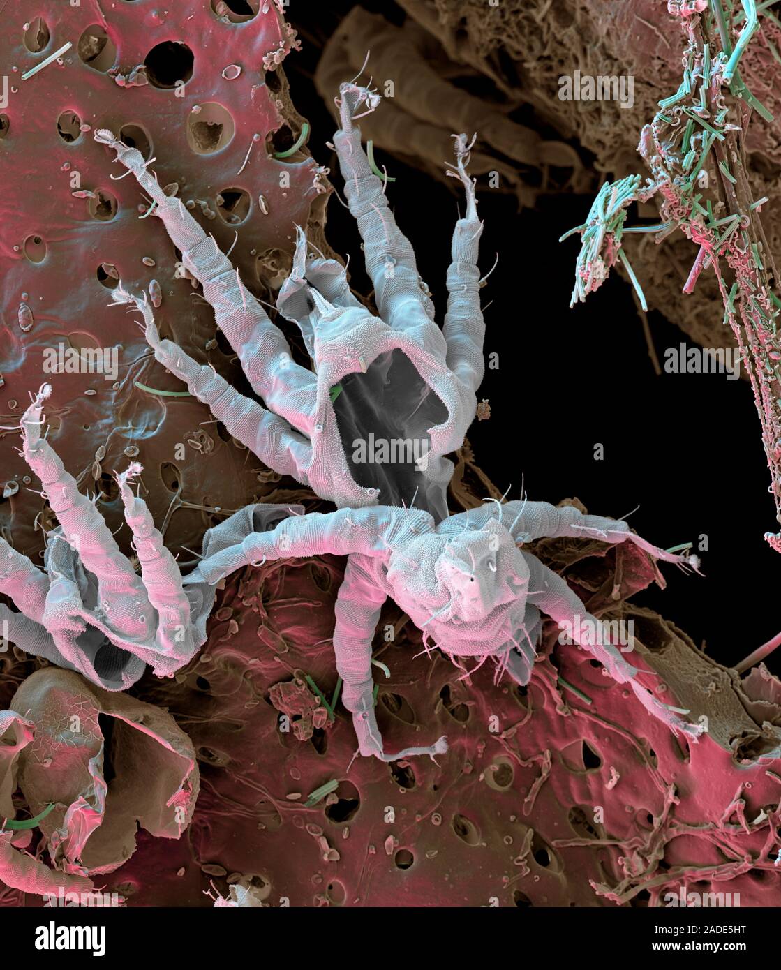 Mite skin. Coloured scanning electron micrograph (SEM) of the empty ...