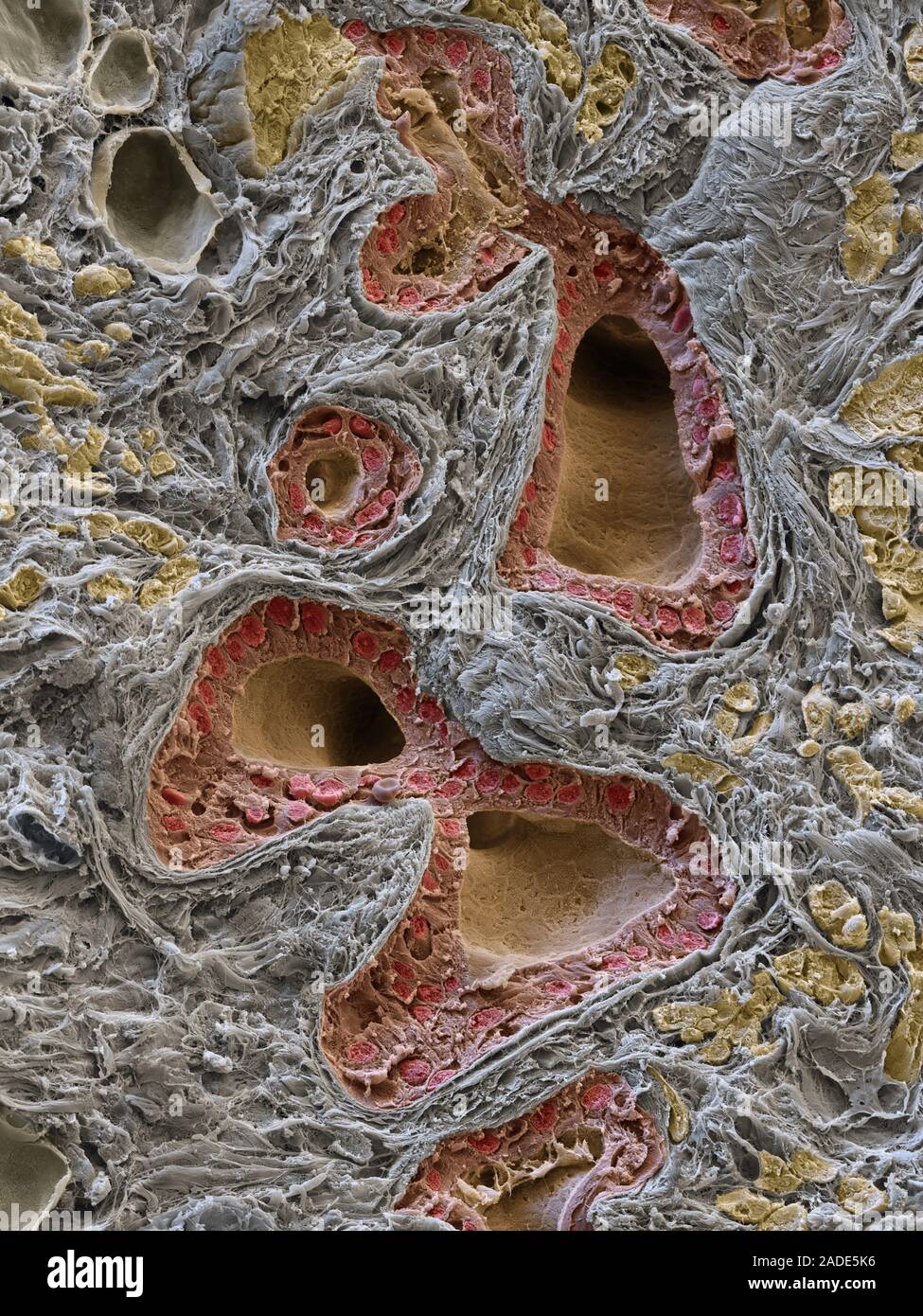 Normal salivary gland. Coloured scanning electron micrograph (SEM) of a ...