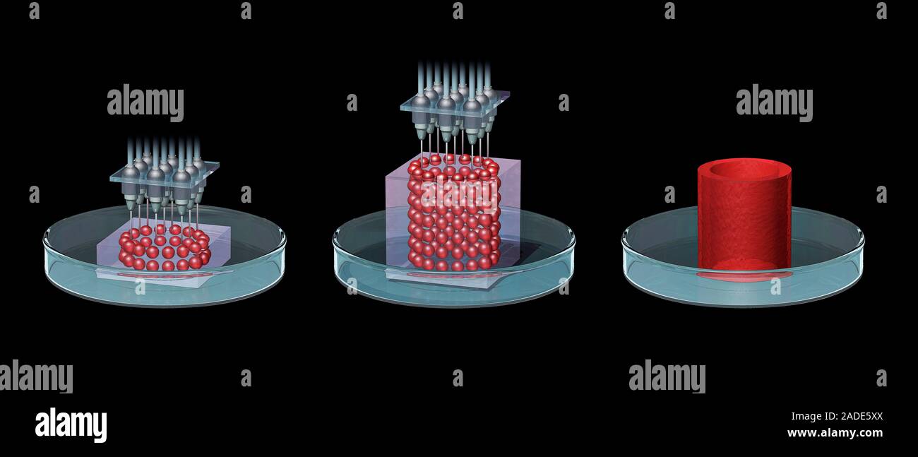 Stages Of 3d Bioprinting Illustration Three Dimensional 3d Stages Of 3d Bioprinting Illustration Three Dimensional 3d