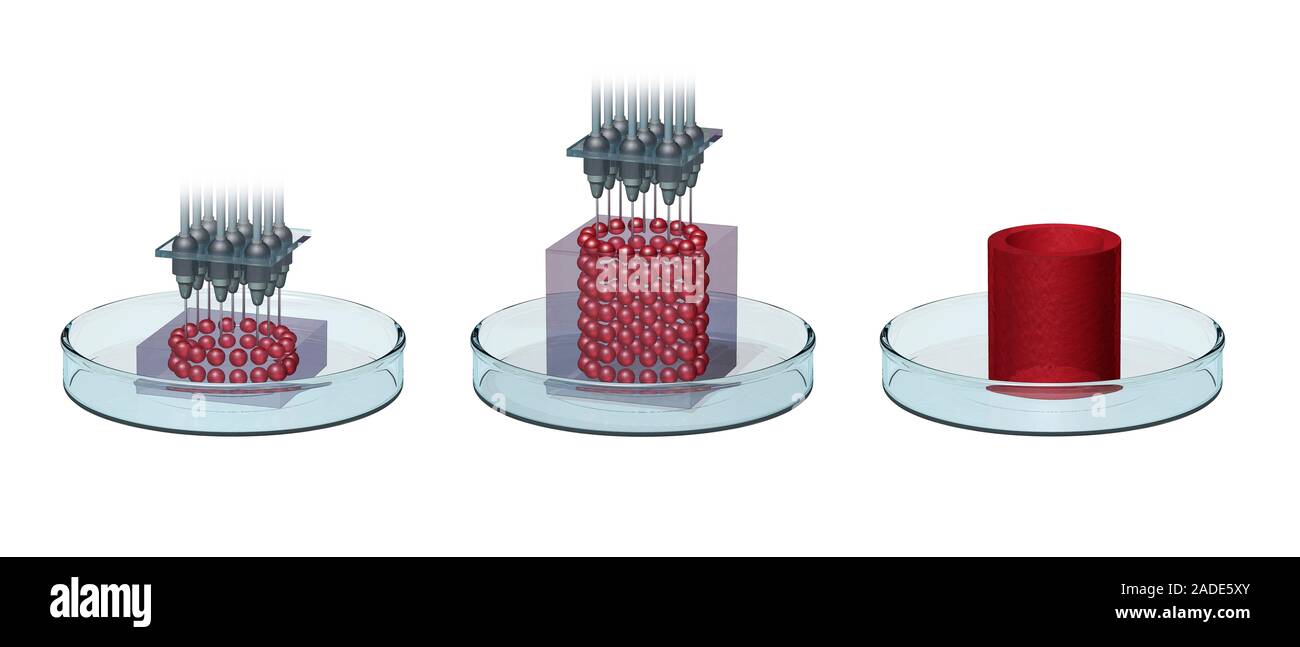 Stages Of 3d Bioprinting Illustration Three Dimensional 3d Stages Of 3d Bioprinting Illustration Three Dimensional 3d