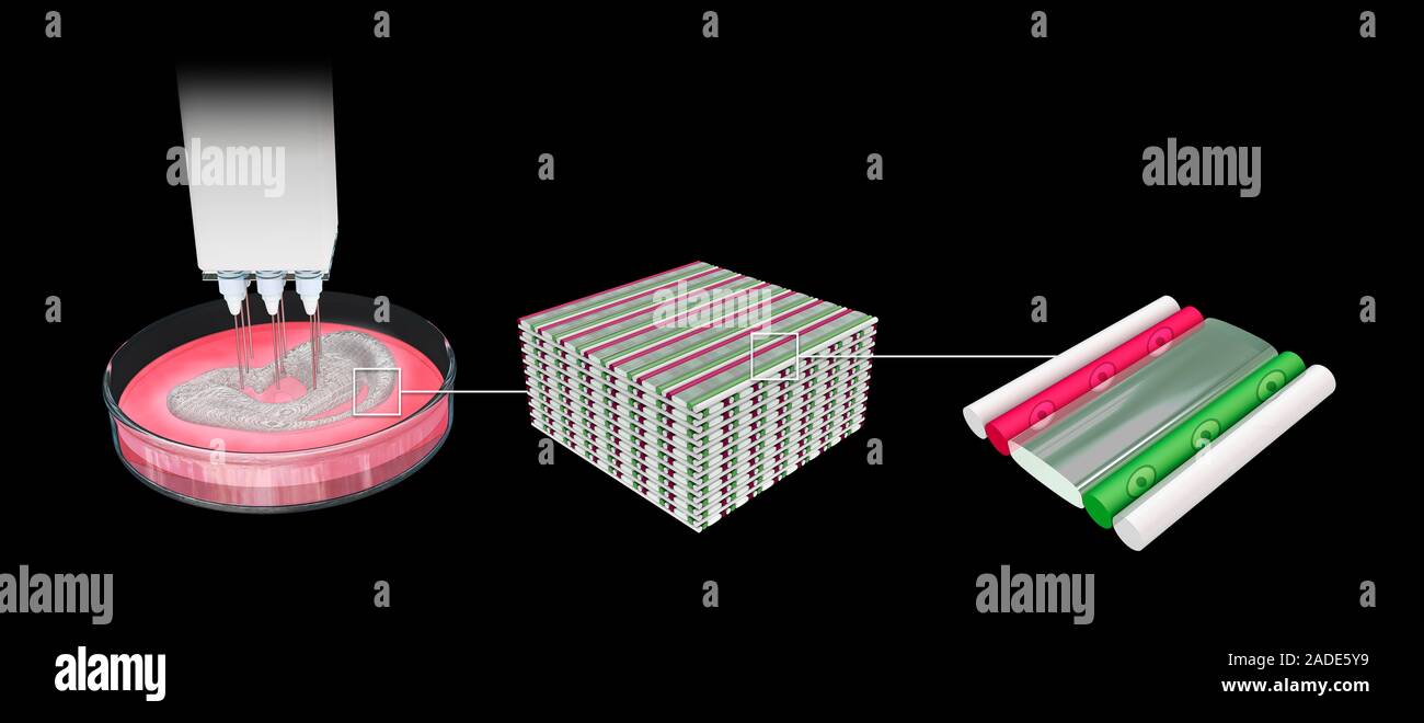 Stages Of 3d Bioprinting Illustration Three Dimensional 3d Stages Of 3d Bioprinting Illustration Three Dimensional 3d
