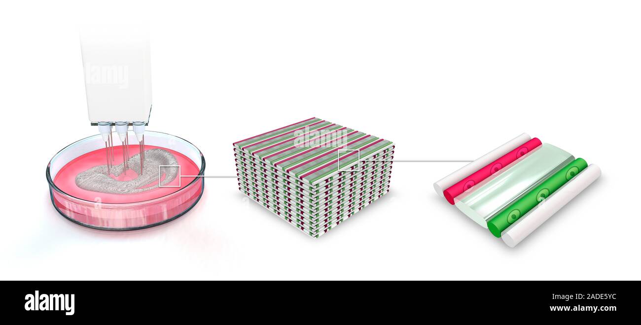 Stages Of 3d Bioprinting Illustration Three Dimensional 3d Stages Of 3d Bioprinting Illustration Three Dimensional 3d