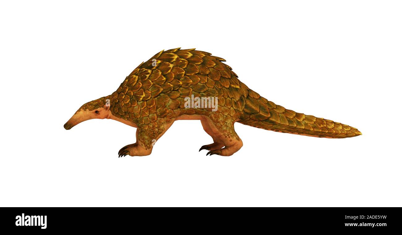 Giant pangolin, illustration. The giant pangolin (Smutsia gigantea) inhabits Africa along the equator from West Africa to Uganda. It is the largest sp Stock Photo