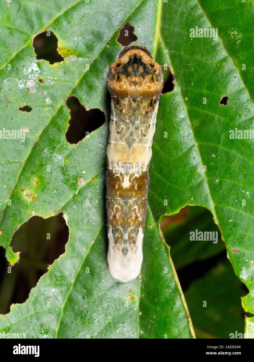 The larva of the Thoas Swallowtail (Papilio Thoas) on its foodplant, an ...
