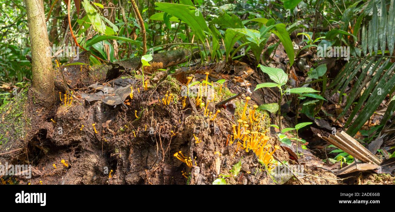 Fungi growing on a rotting log on the rainforest floor in Ecuador Stock ...
