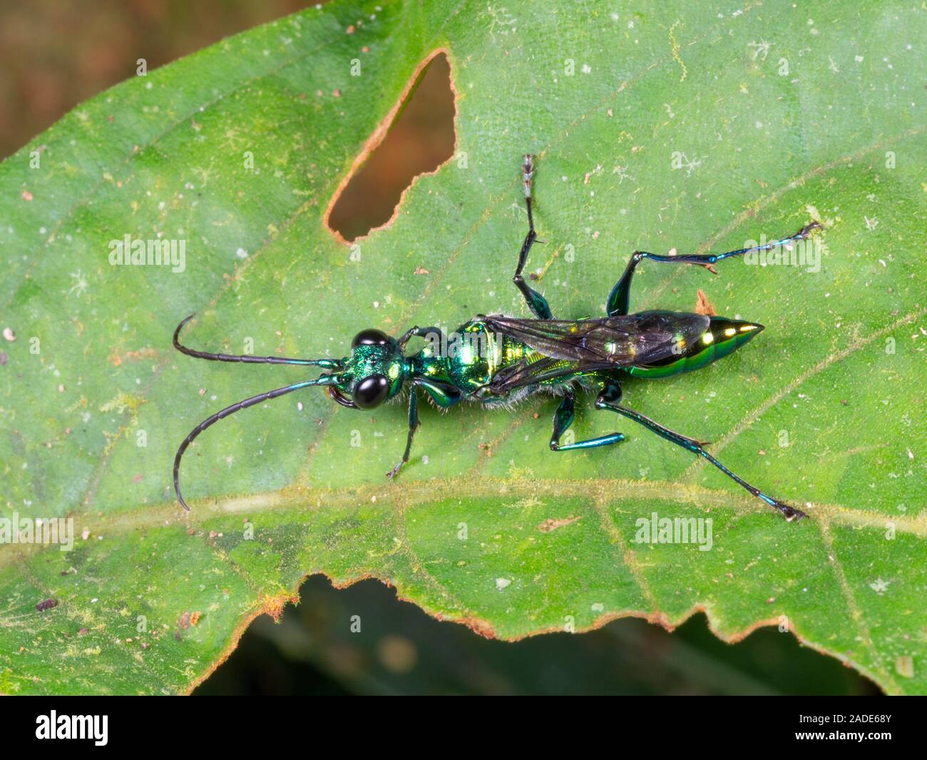Emerald Cockroach Wasp or Jewel Wasp (Ampulex sp., family Ampulicidae). The few species whose biology is known are parasitoids of cockroaches. They in Stock Photo