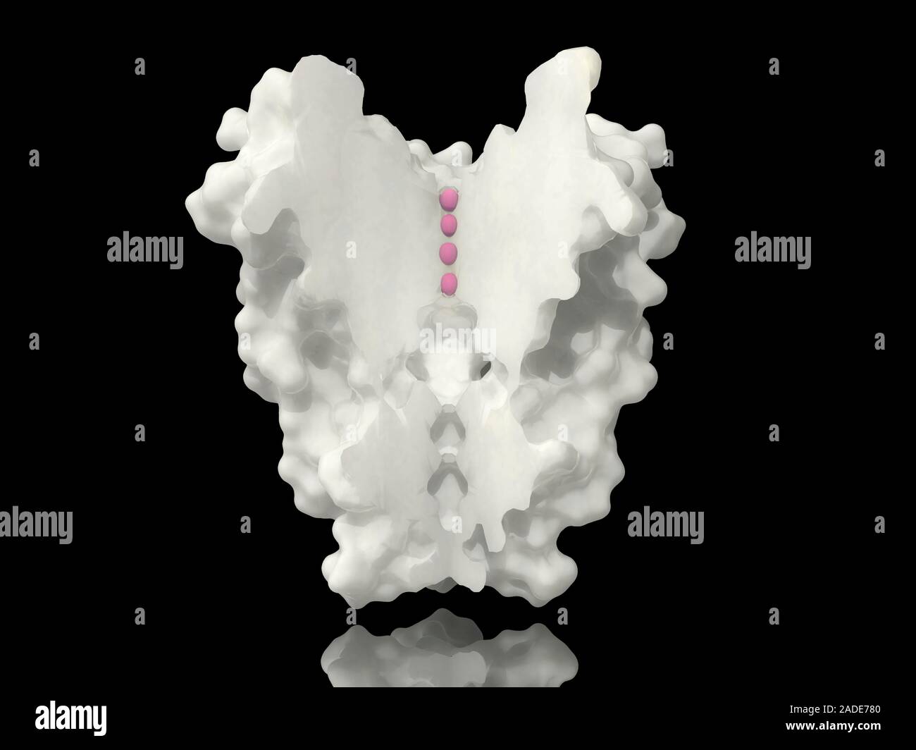 Potassium Channels Voltage-gated potassium channel. Computer model showing the molecular ...