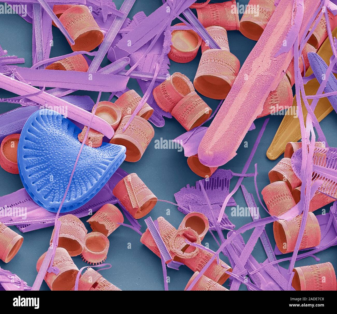 Diatoms. Coloured scanning electron micrograph (SEM) of diatoms. The ...